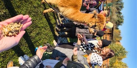 Powiększ grafikę: wycieczka-klasy-iv-do-alpaka-team-649045.jpg