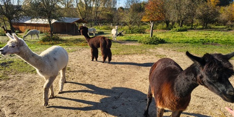 Powiększ grafikę: wycieczka-klasy-iv-do-alpaka-team-649049.jpg